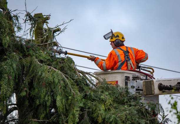 Best Emergency Tree Removal  in Lake Heritage, PA