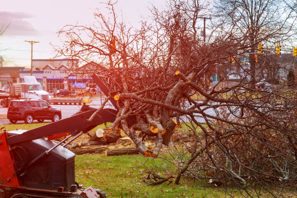 Best Tree and Shrub Care  in Lake Heritage, PA