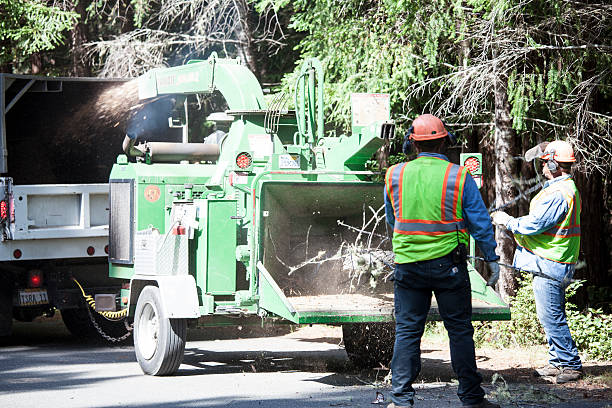 Best Stump Grinding and Removal  in Lake Heritage, PA
